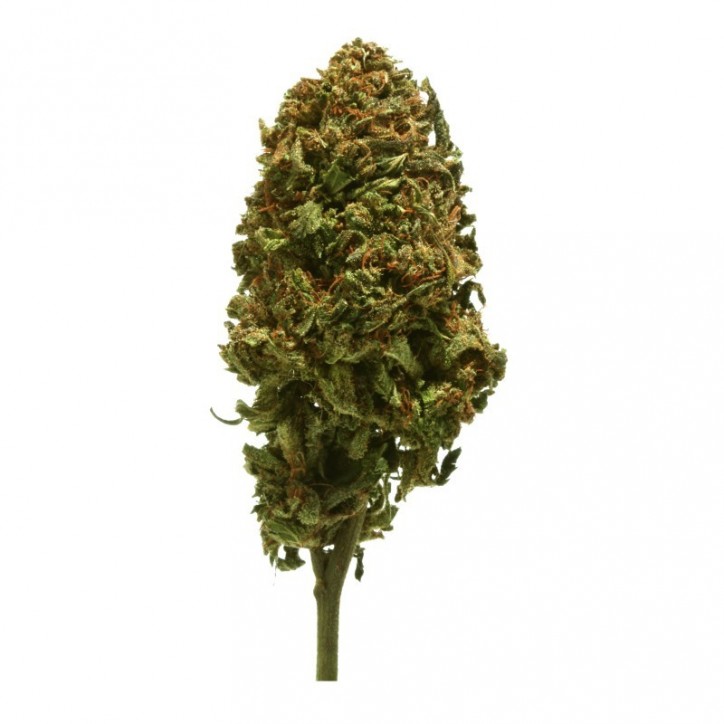Fleur CBD Amnesia 8-10% - Million CBD Fleur CBD Amnesia 8-10% - Million CBD