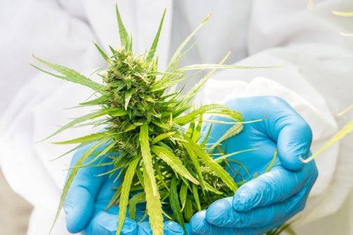 L’histoire du chanvre et du CBD à travers les âges