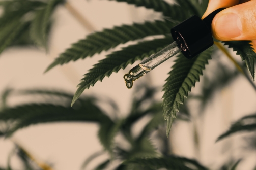 Comment le CBD agit-il sur le système endocannabinoïde ?