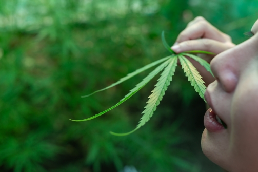 Le rôle des terpènes dans les produits au CBD