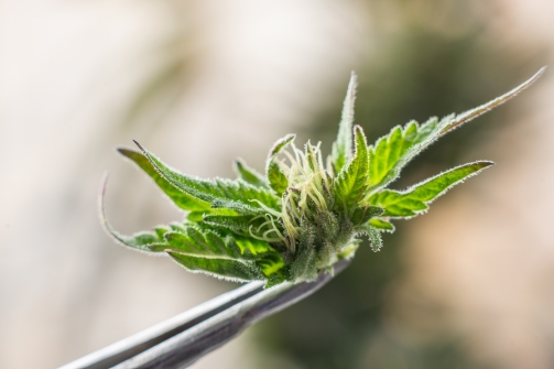 Les questions fréquentes des débutants sur le CBD
