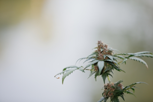 Pourquoi le CBD n’est pas un médicament ?